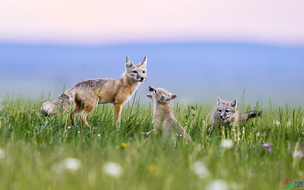 草原狐狸