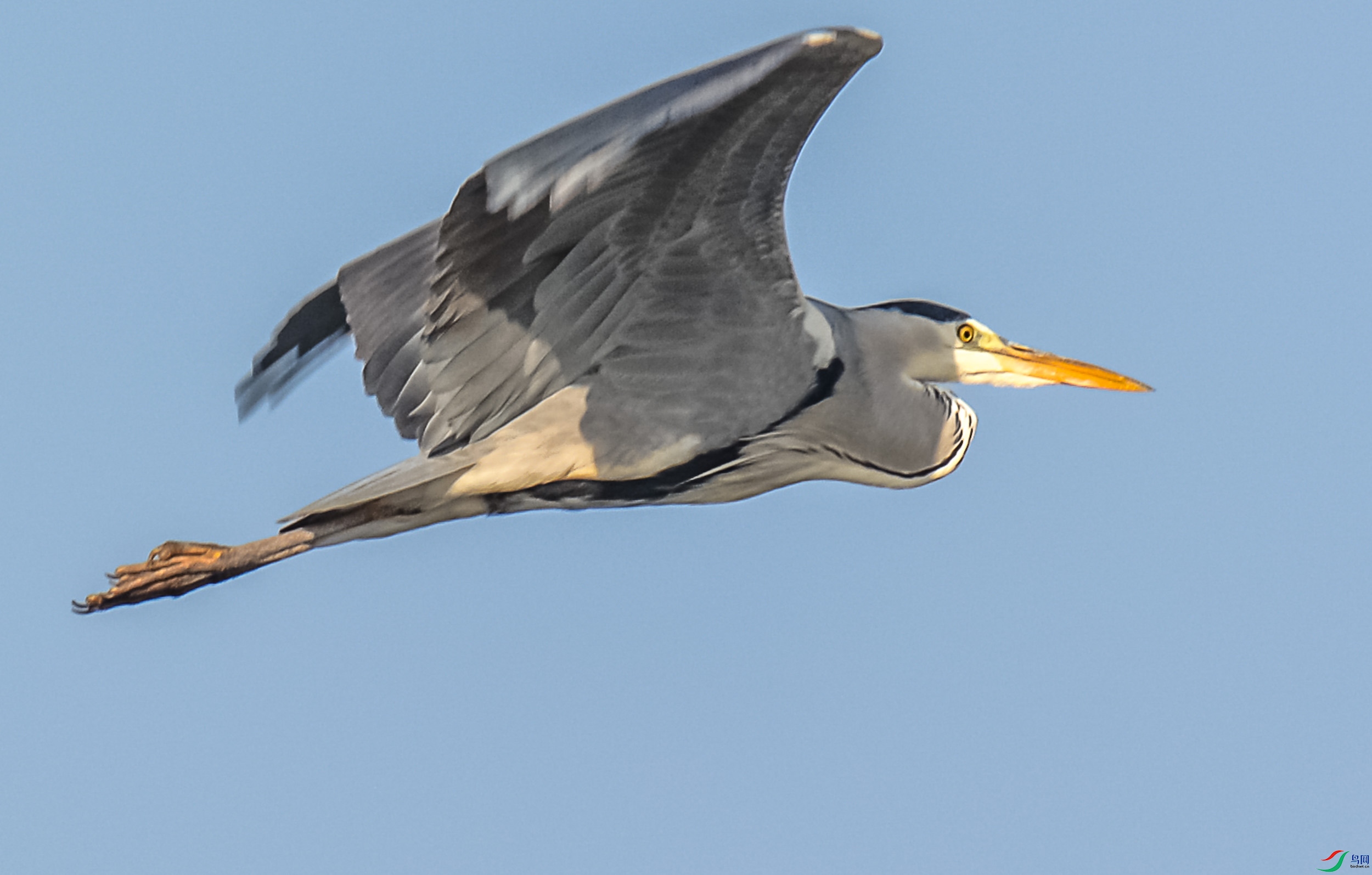 DSC_7795.jpg