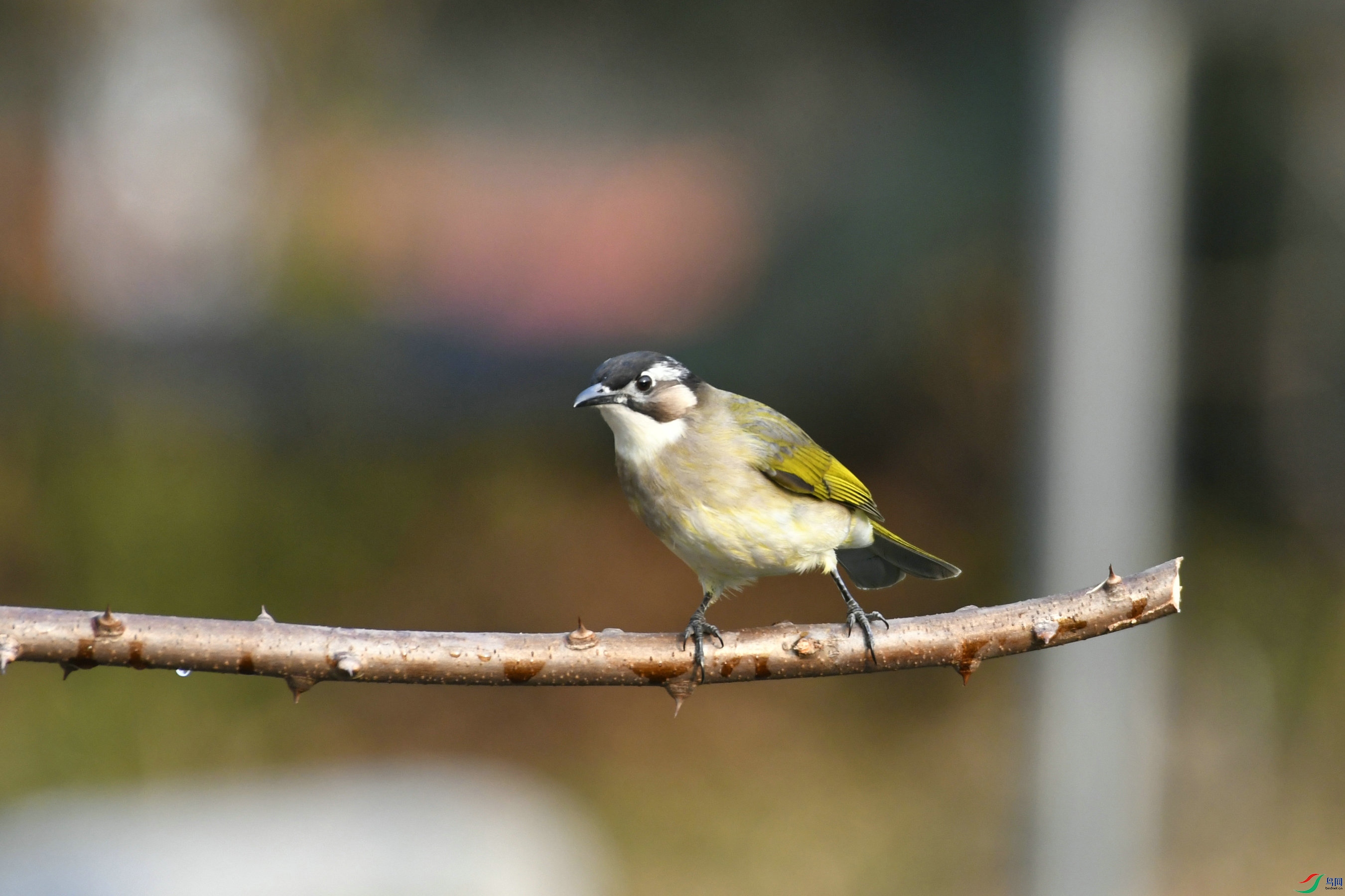 _DSC8062.JPG