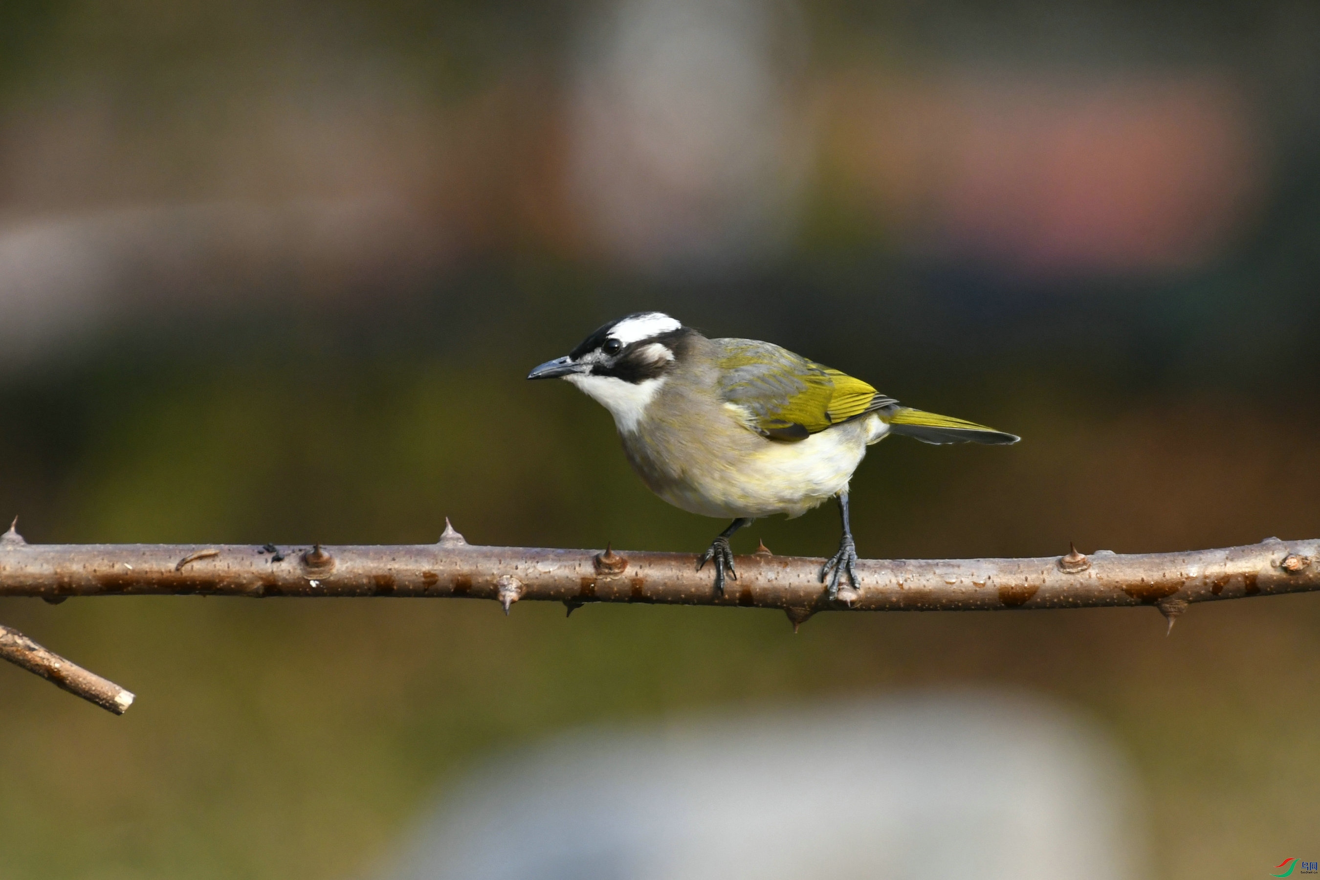 _DSC8070.JPG