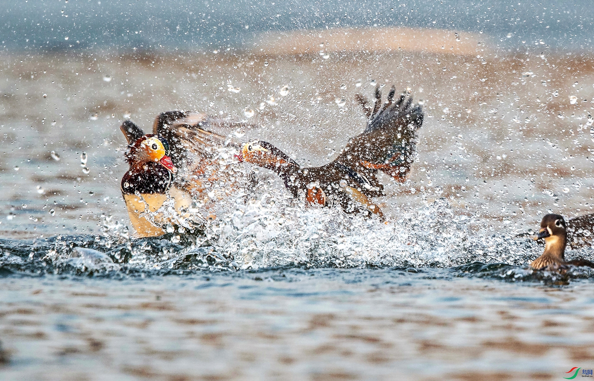 A97Q0714-_DxO.jpg