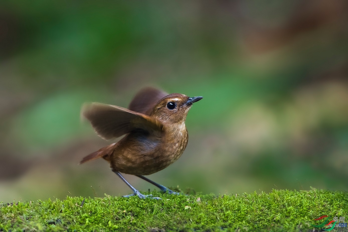 ��ʯ��ʿ  ��ʦ����.jpg