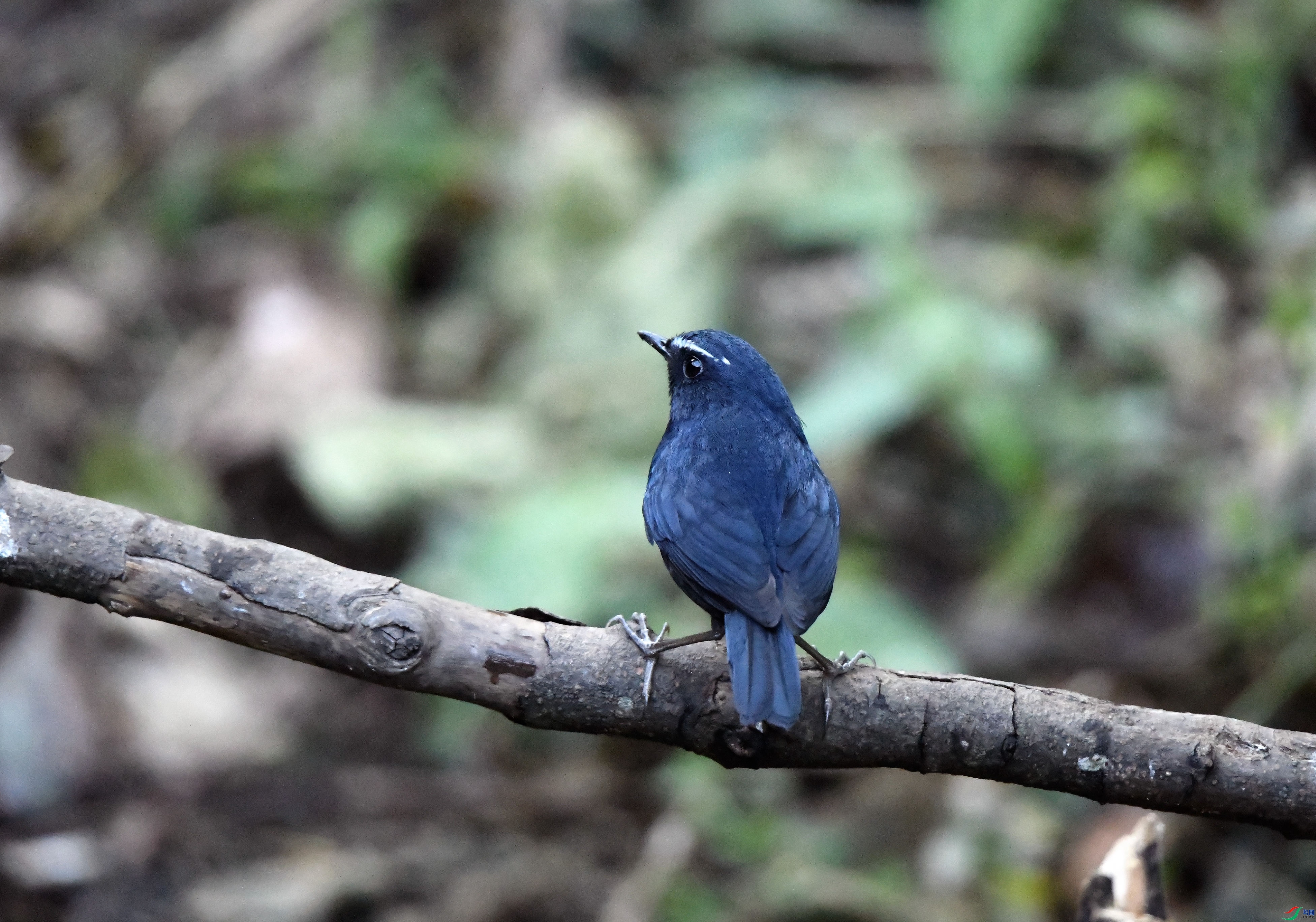 ������  ��ʦ����������ʡ��ɽ��.jpg