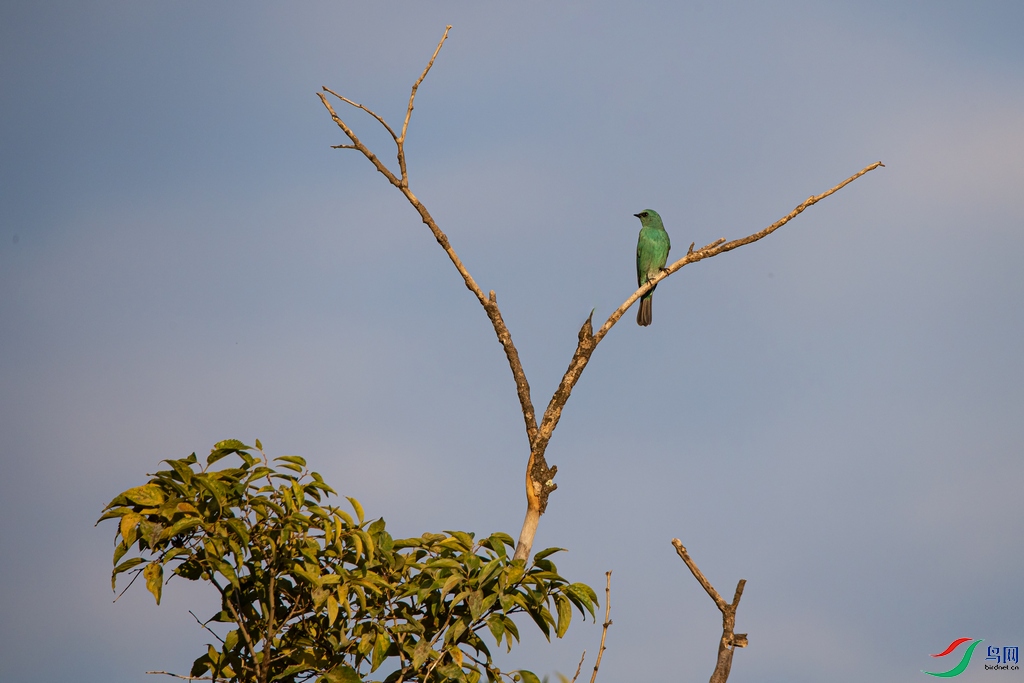 DSC_2795a.jpg