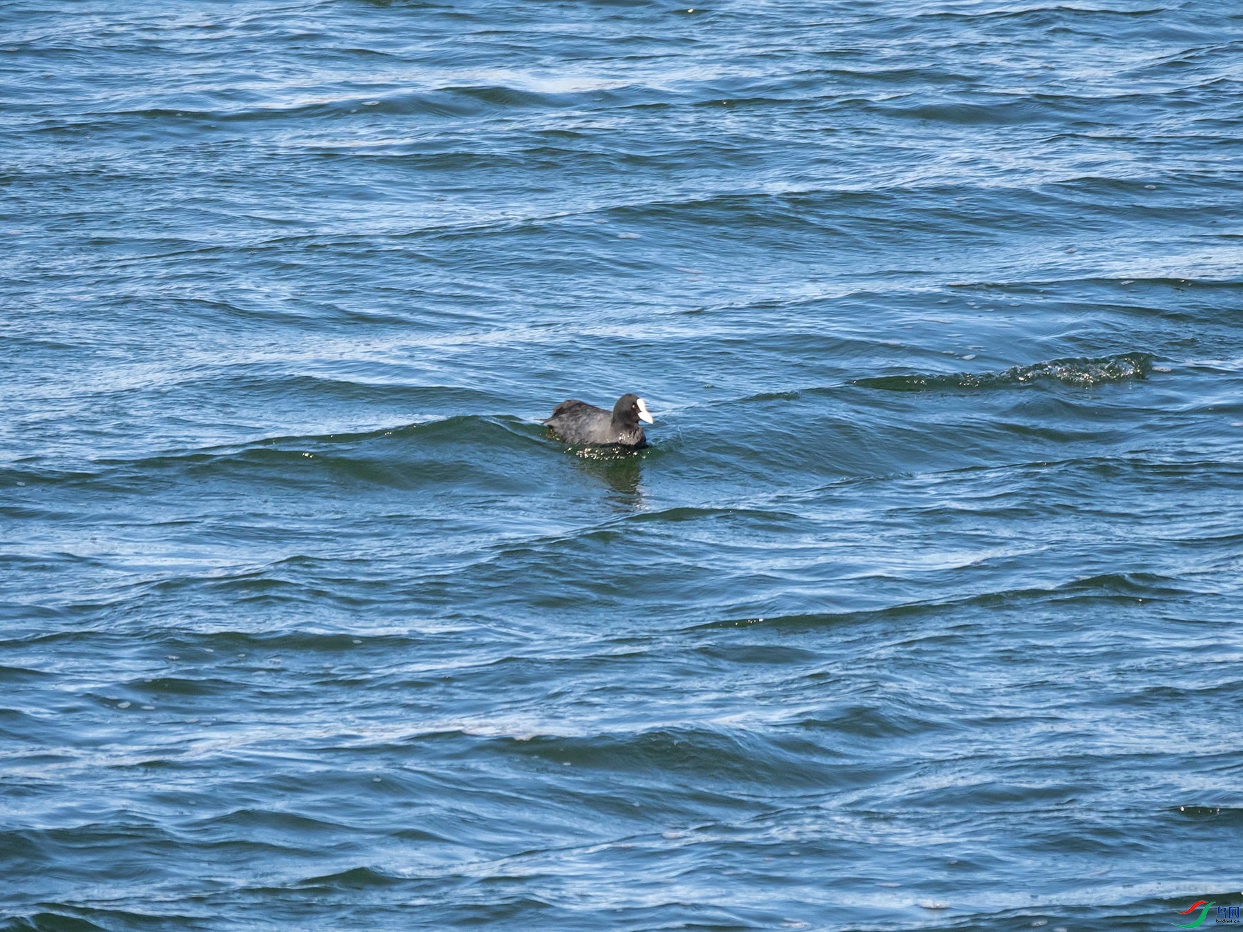 ����İ׹Ƕ�