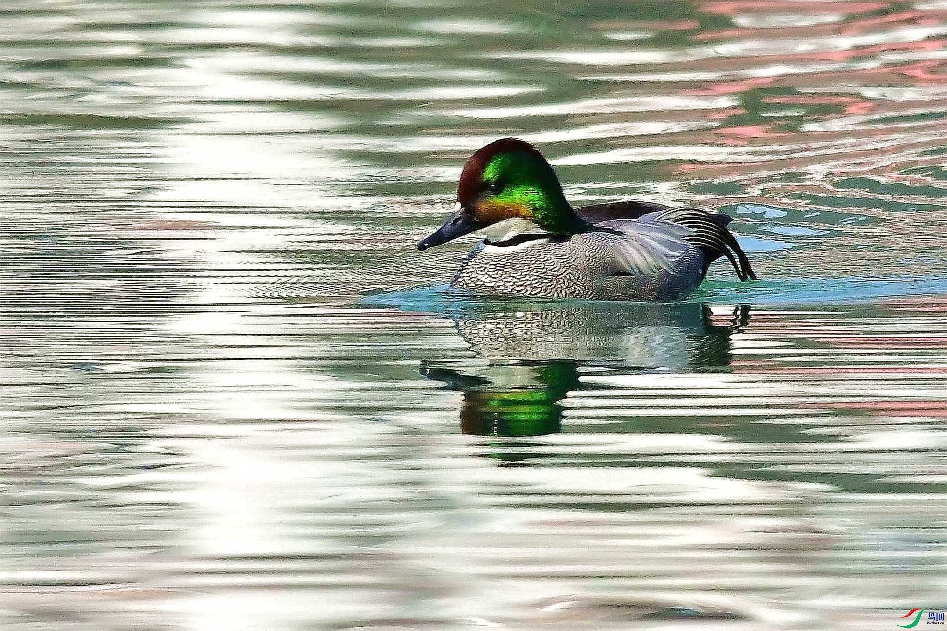 DSC_3527_����.jpg