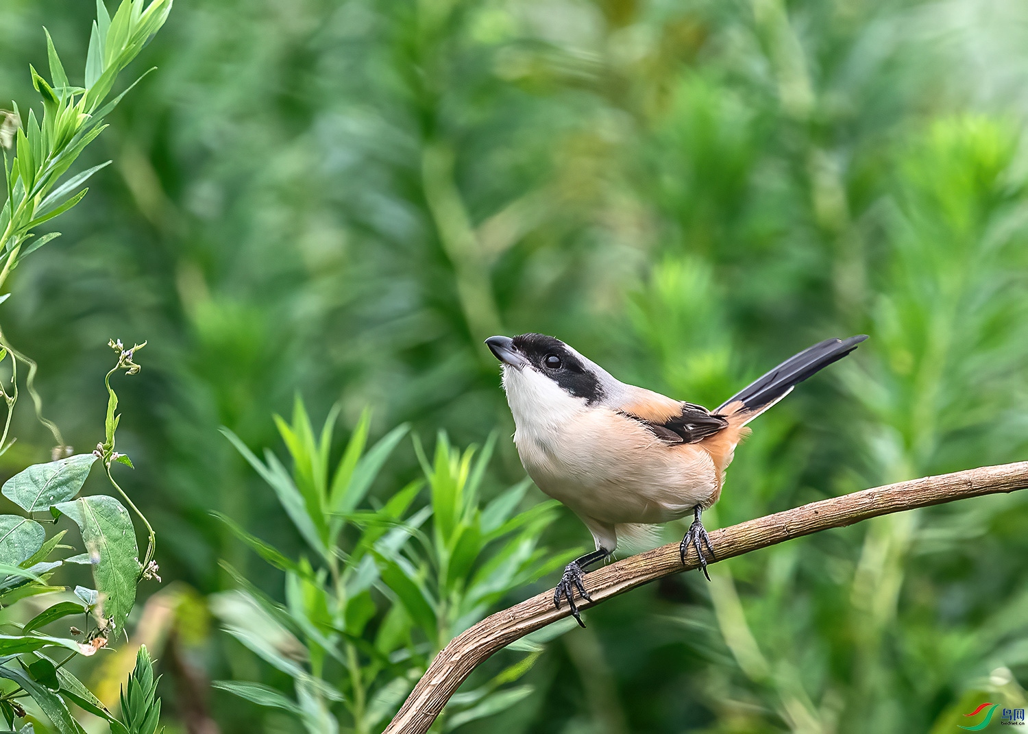 DSC_3433-2.jpg