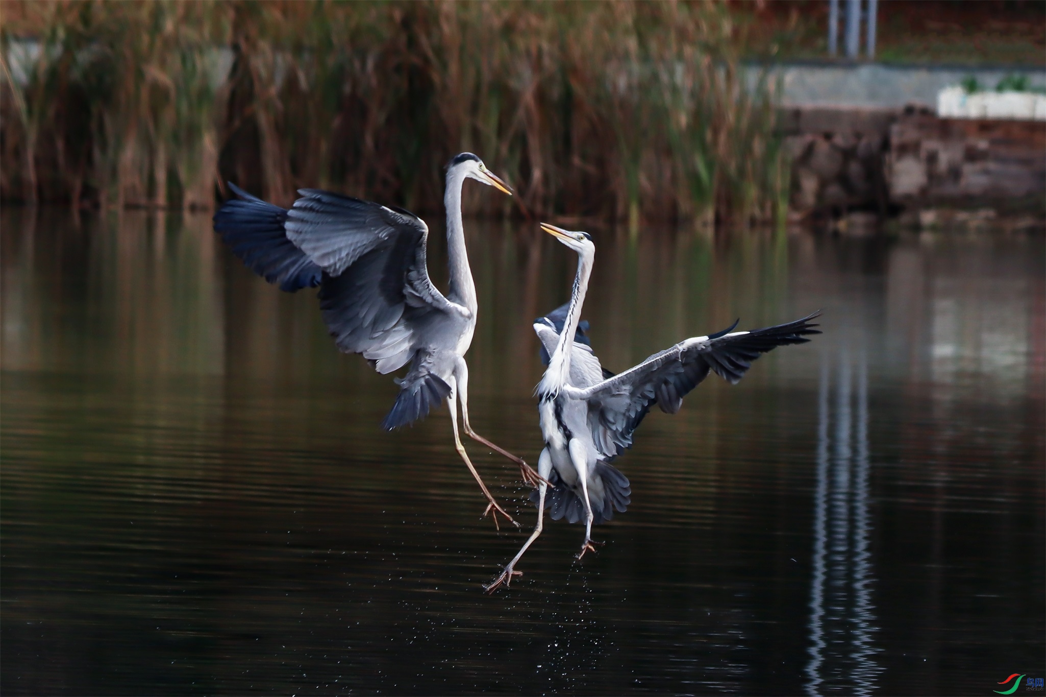 IMG_582011.jpg
