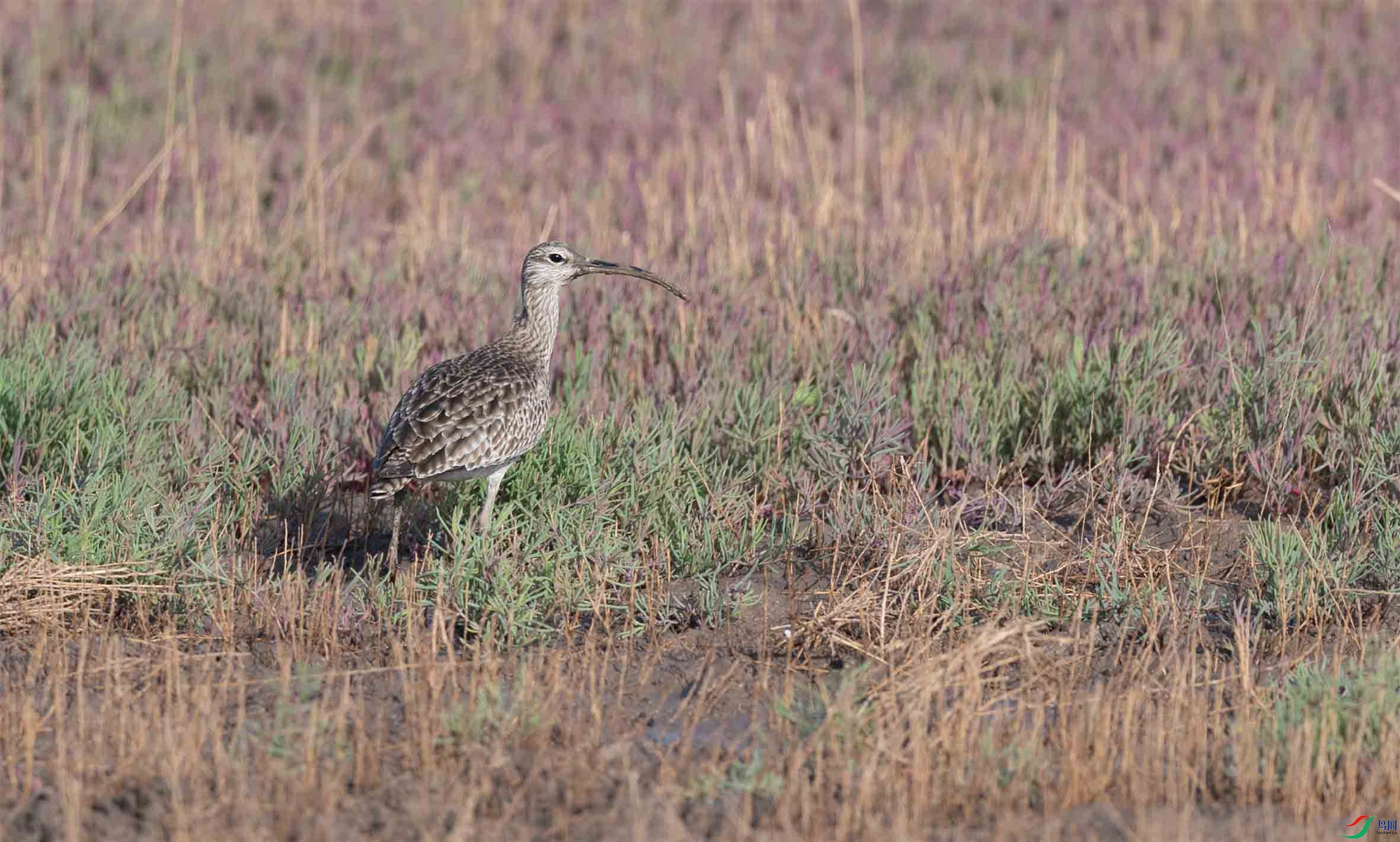 DSC_2895-3 - ���� (2).jpg