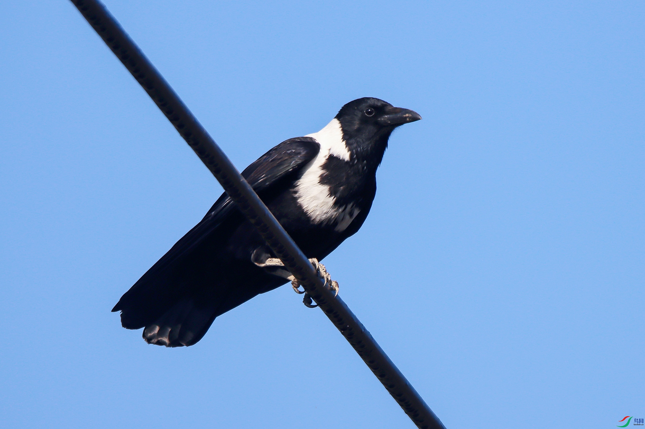 IMG_6636111.jpg