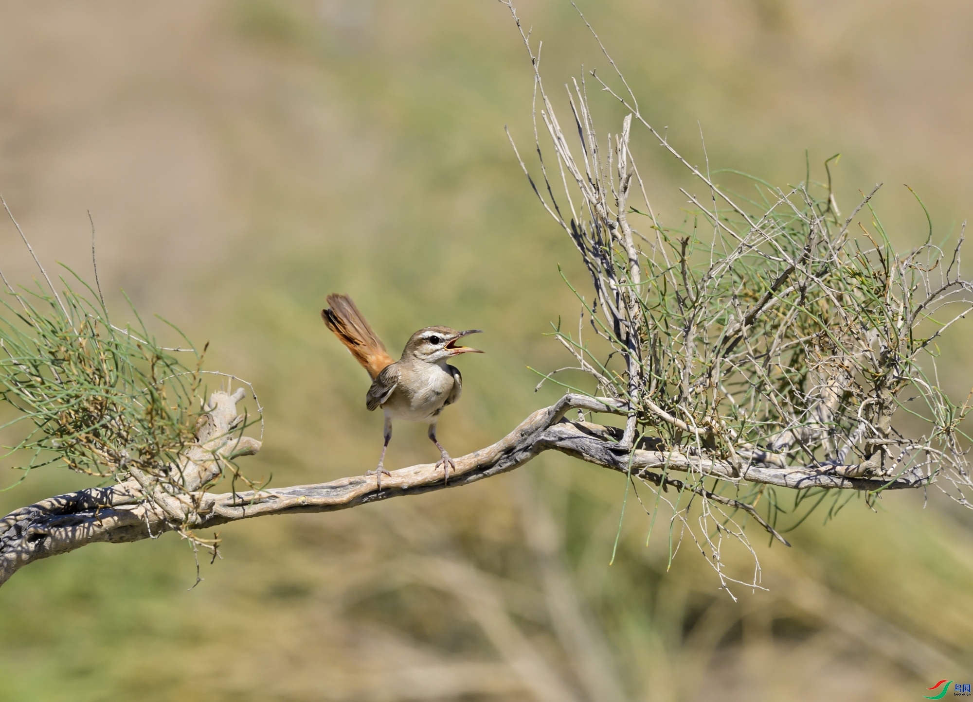 ���789  ��ʦ�������½�ά����������������.jpg