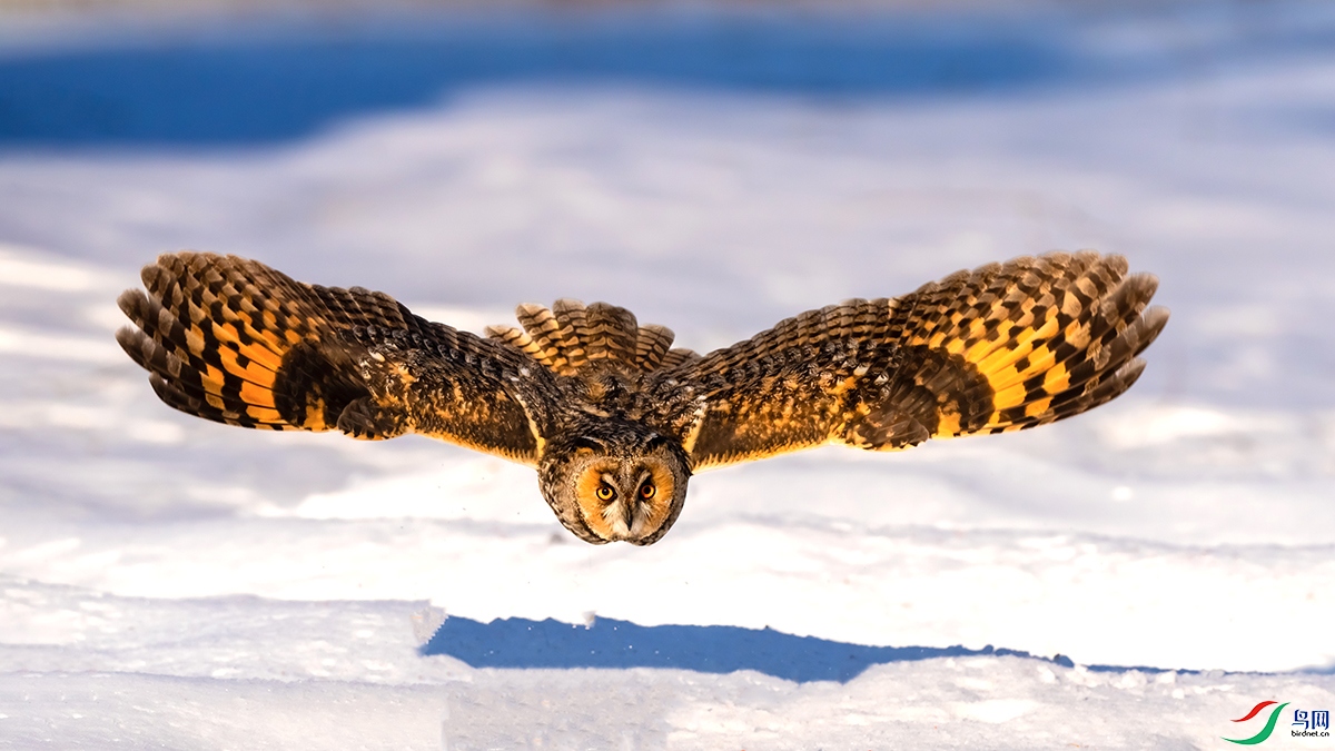 DSC03756 ����.jpg