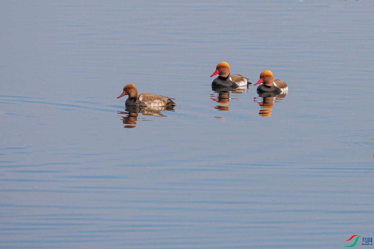 DSC_4315a.jpg