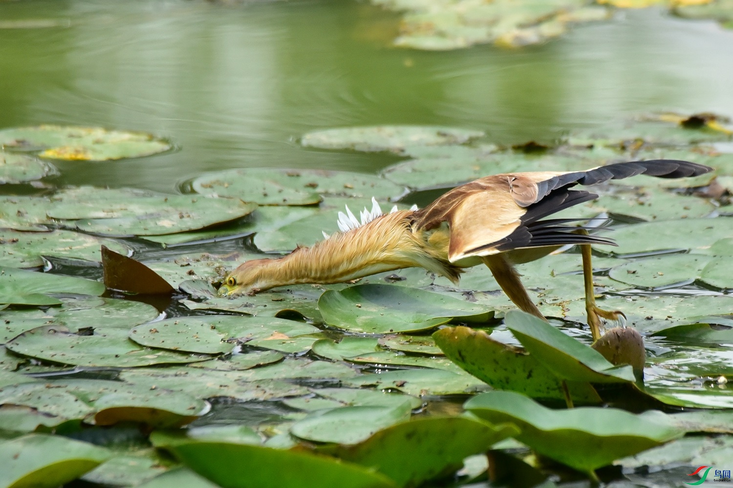 DSC_8992.JPG