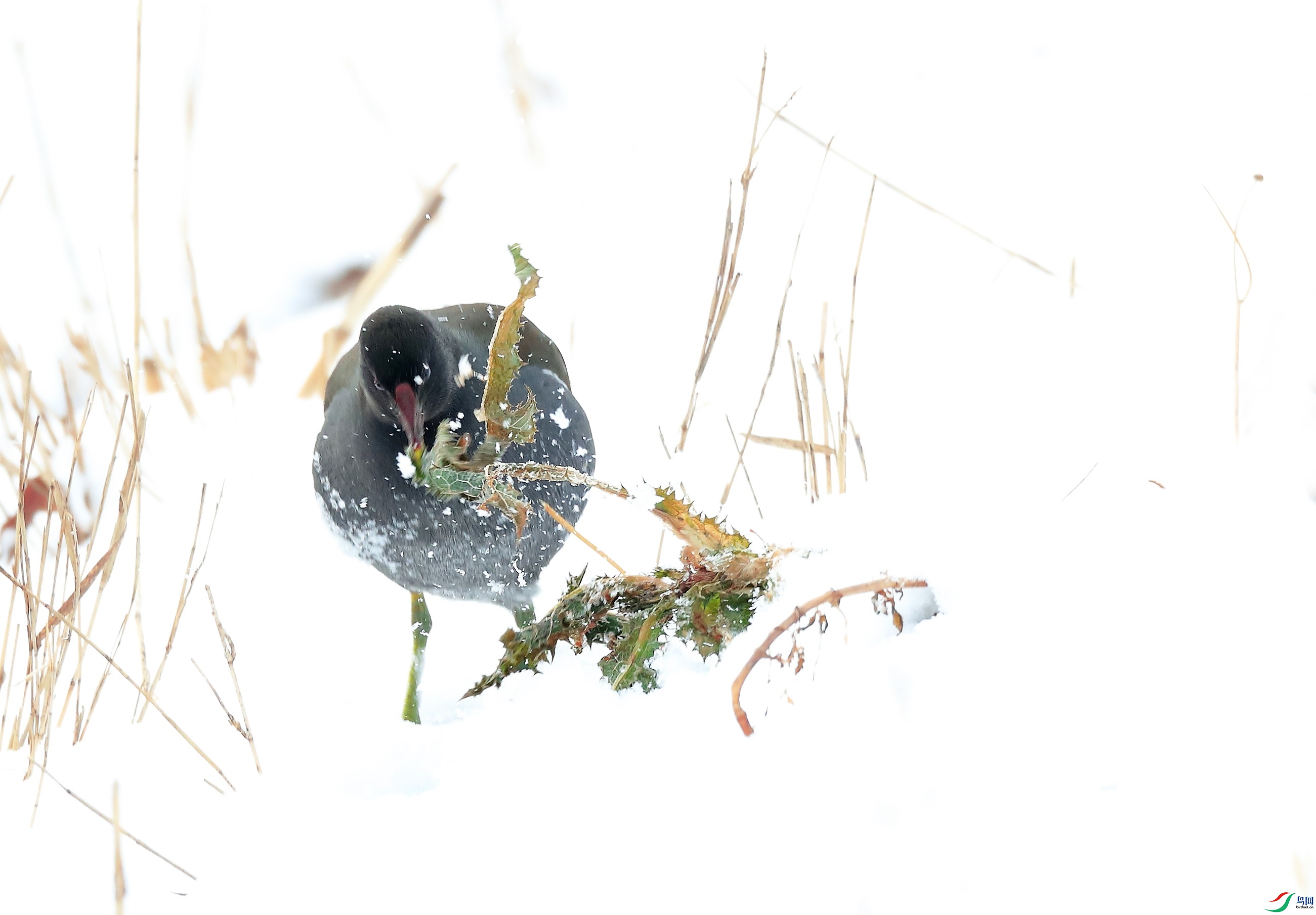 5 (2) - ����.JPG