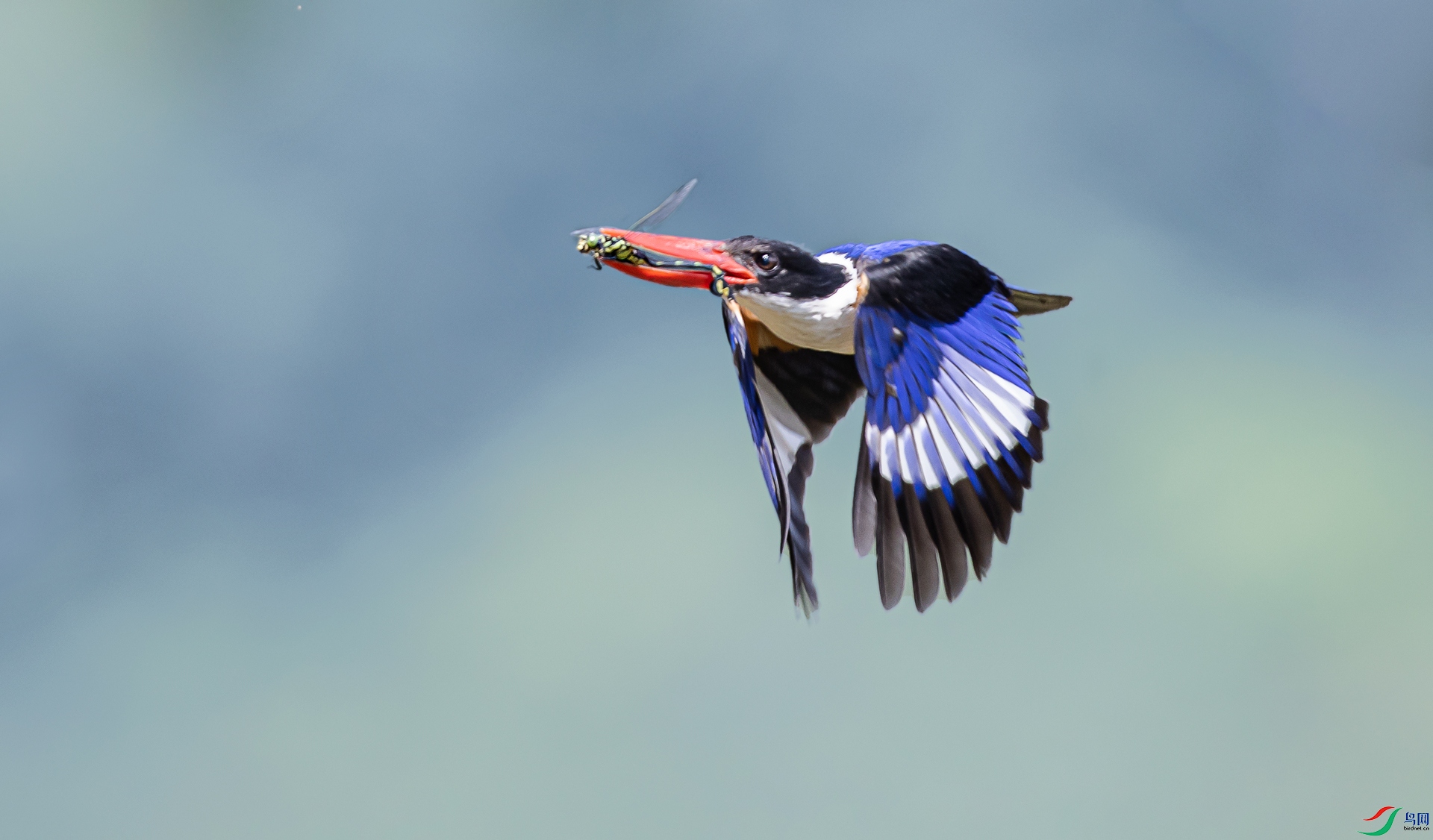 A99I3348-1a.jpg