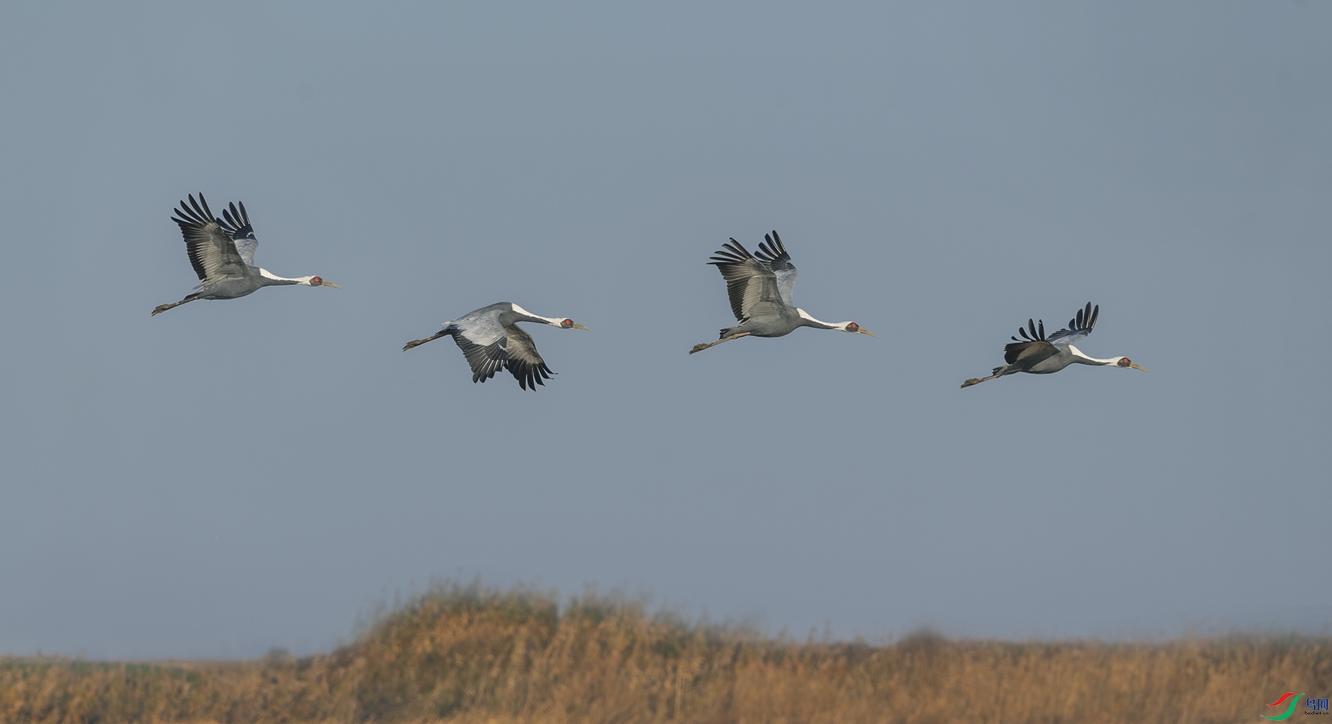 DSC_3632.jpg
