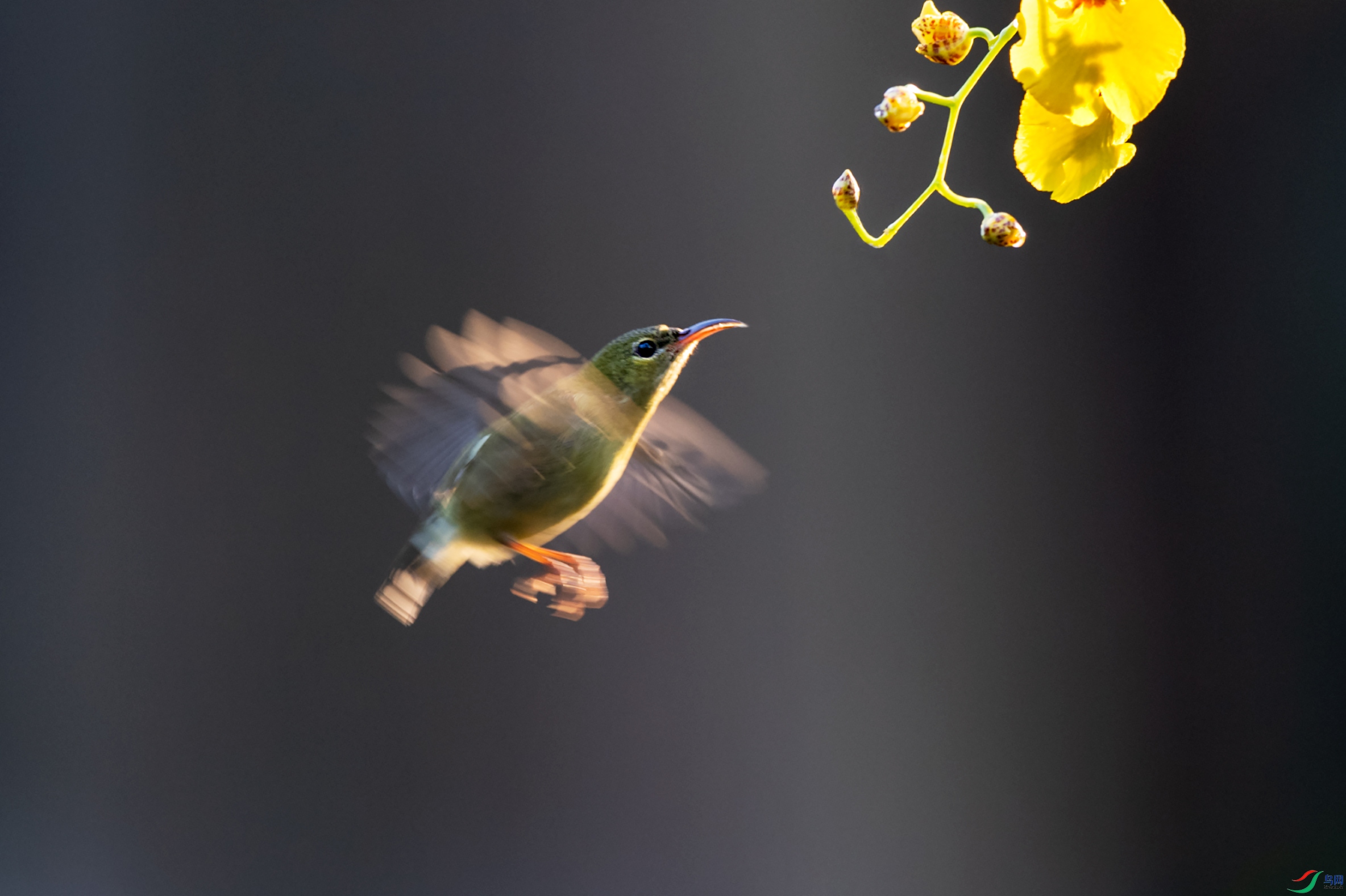 DSC_4769a.jpg