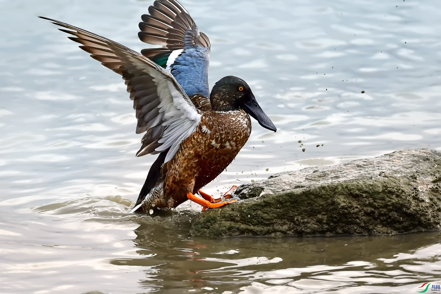 DSC_7511.jpg