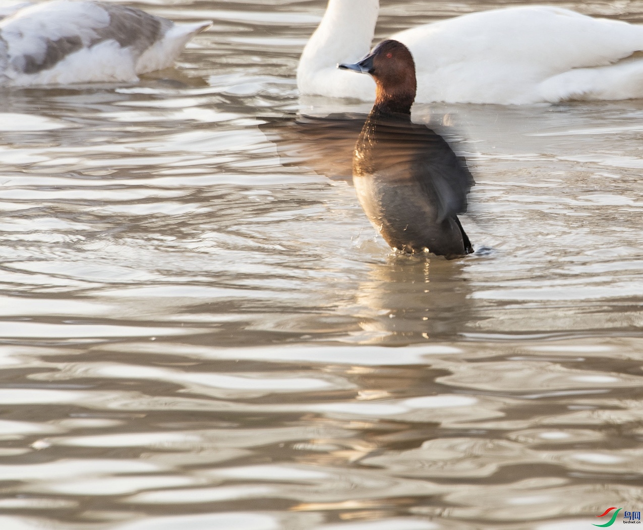 DSC_0195---_conew1.jpg
