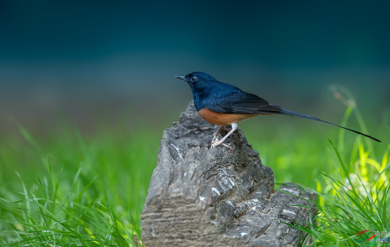 ��ë��Ӱ  ��ʦ����������ʡ�º���徰����������ӯ����.jpg