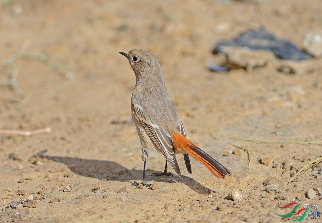 ����֮��  ��ʦ�������½�ά����������������.jpg