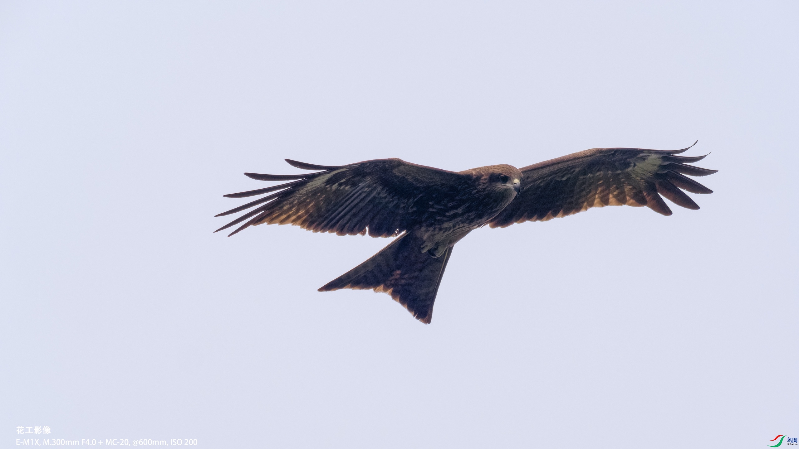 P3140801-clear.jpg
