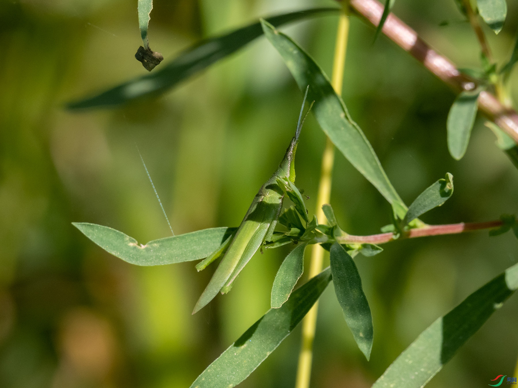 �л����ǻ�