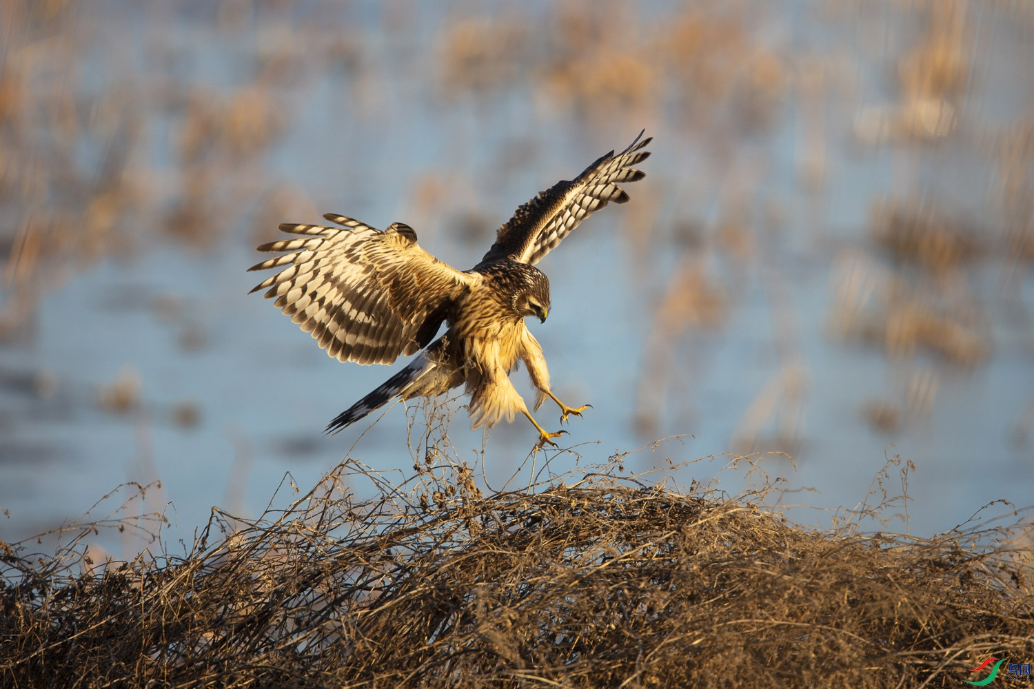 觅食中的白尾鹞