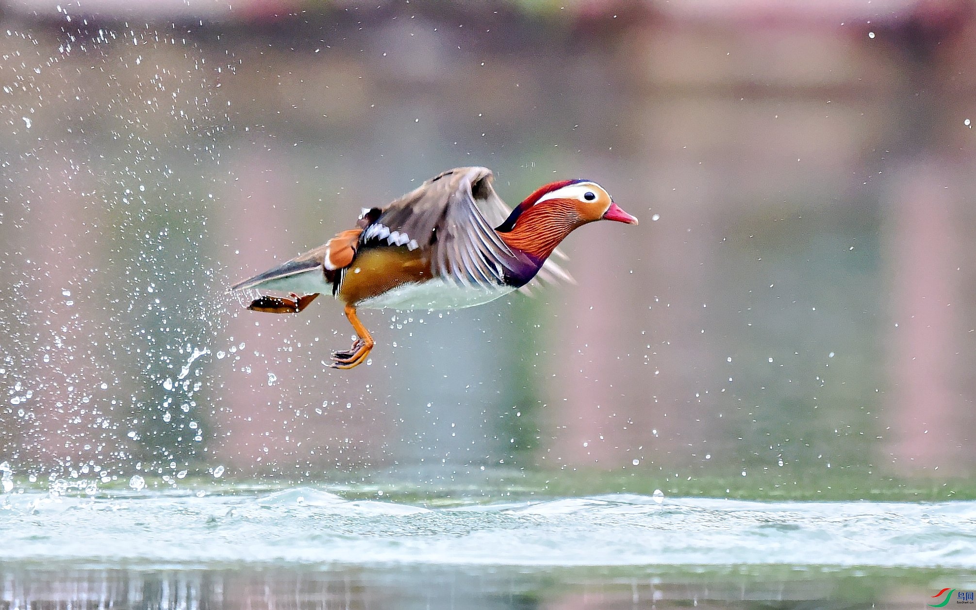 DSC_9451_conew3.jpg