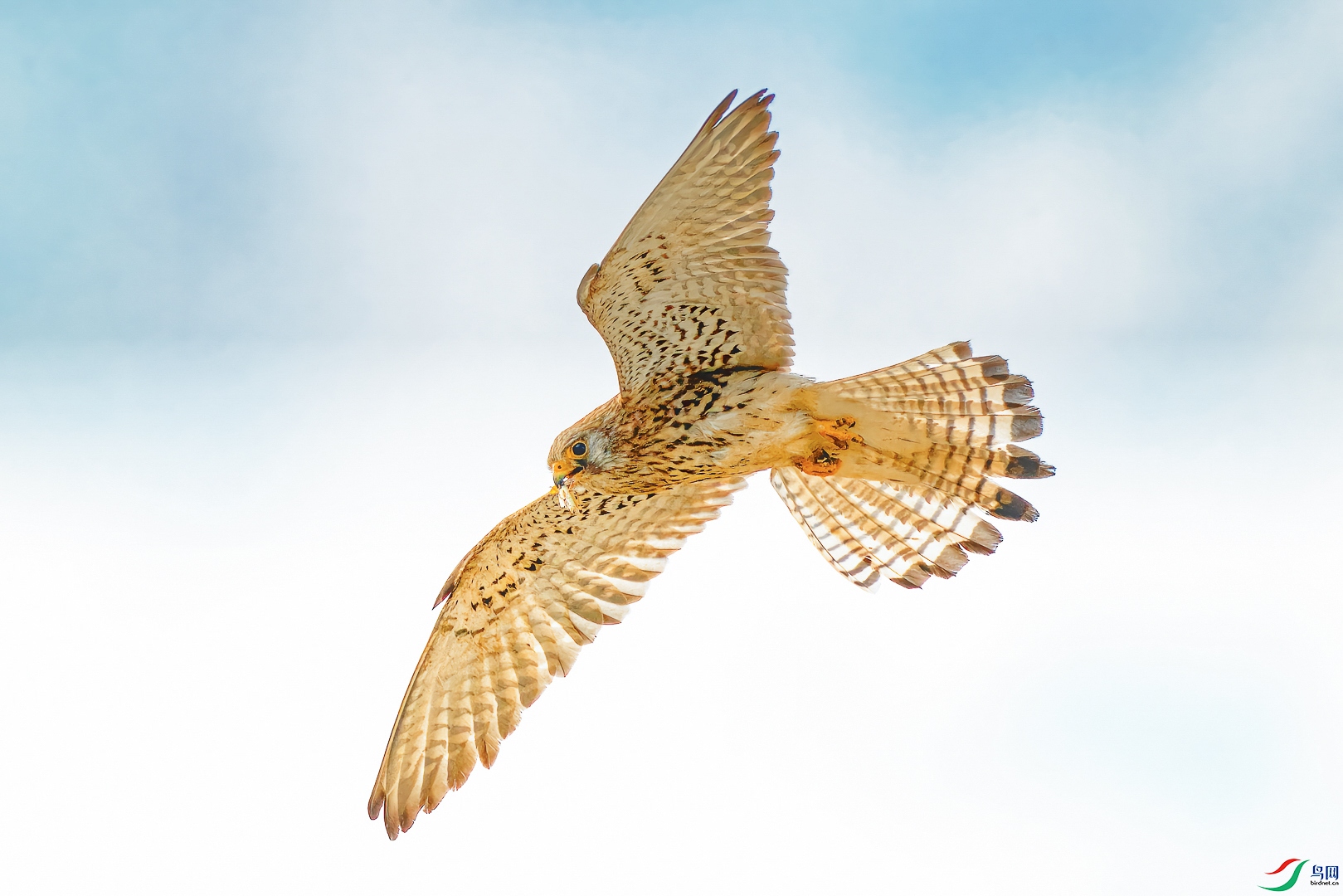 捕食归来的黄爪隼