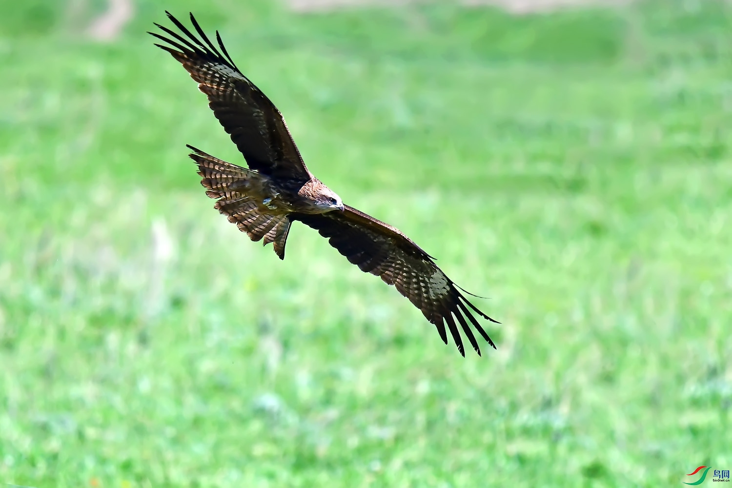 DSC_4441.jpg