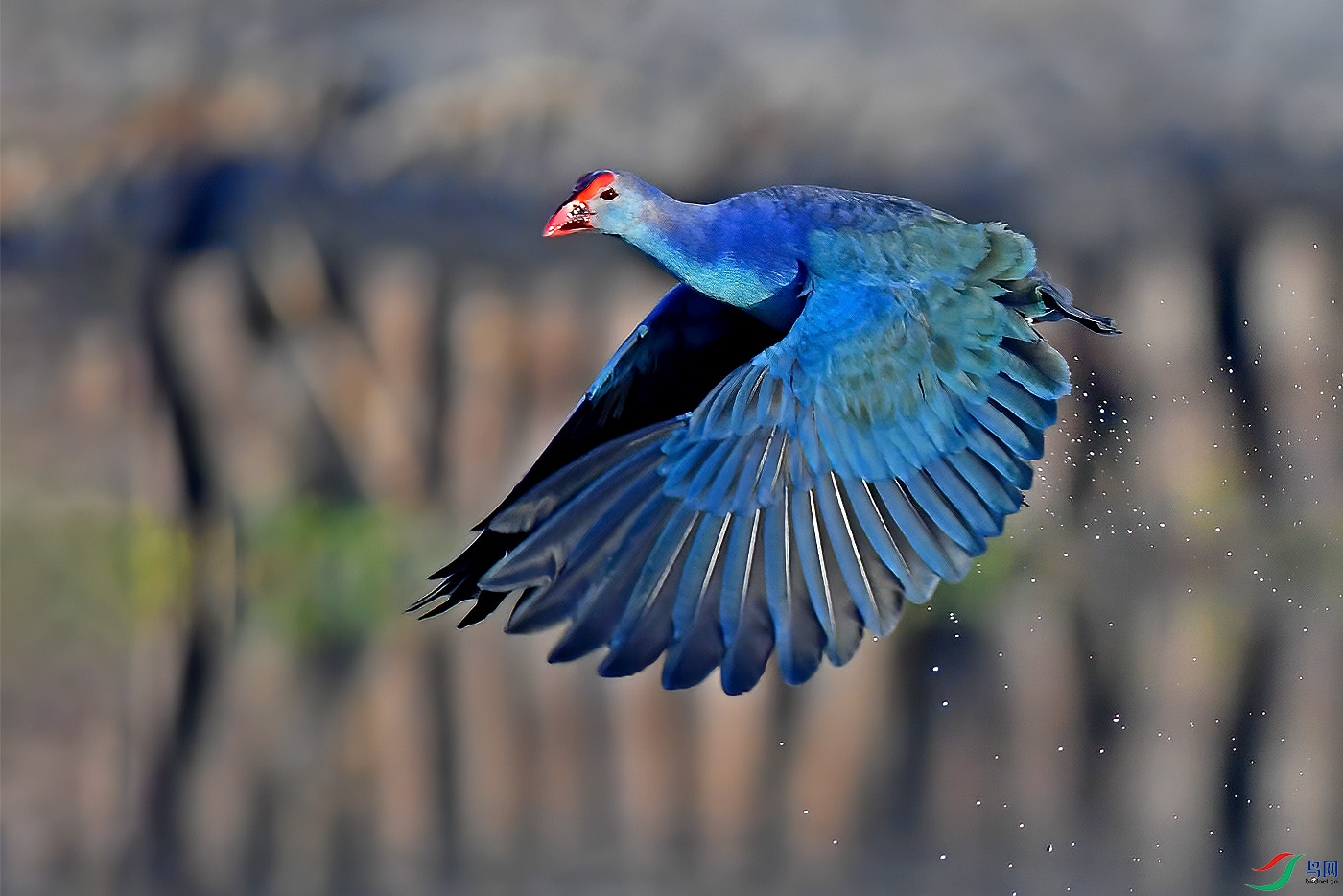 DSC_5225aaa.jpg