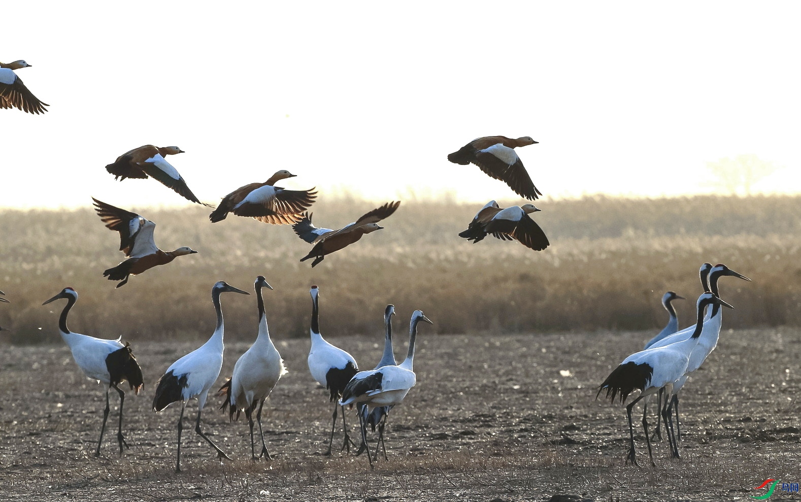 vipBW8W5968ass ����.jpg