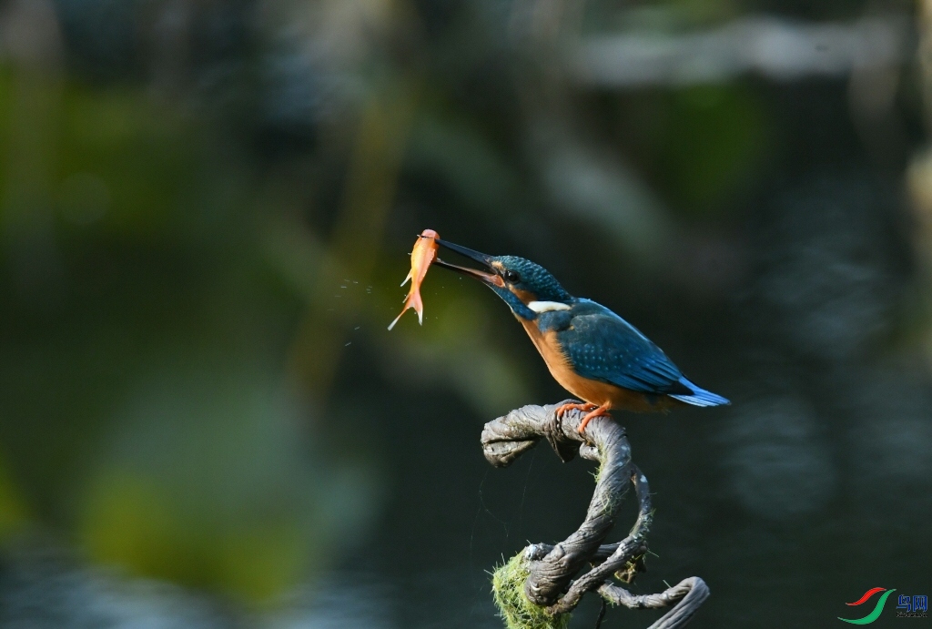 DSC_0239.jpg