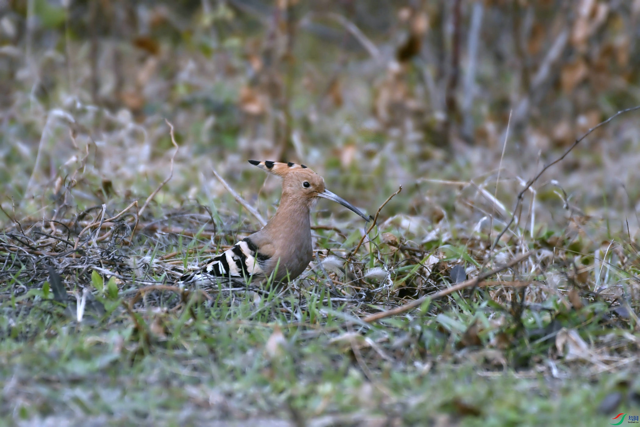 _DSC3803.JPG