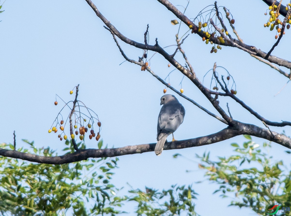 DSC_7660a.jpg