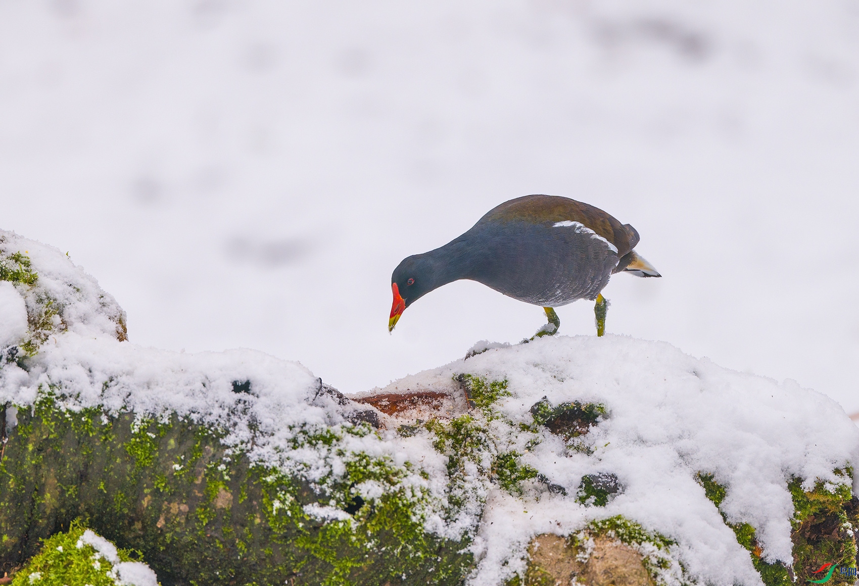 fDSC3366 ����.jpg