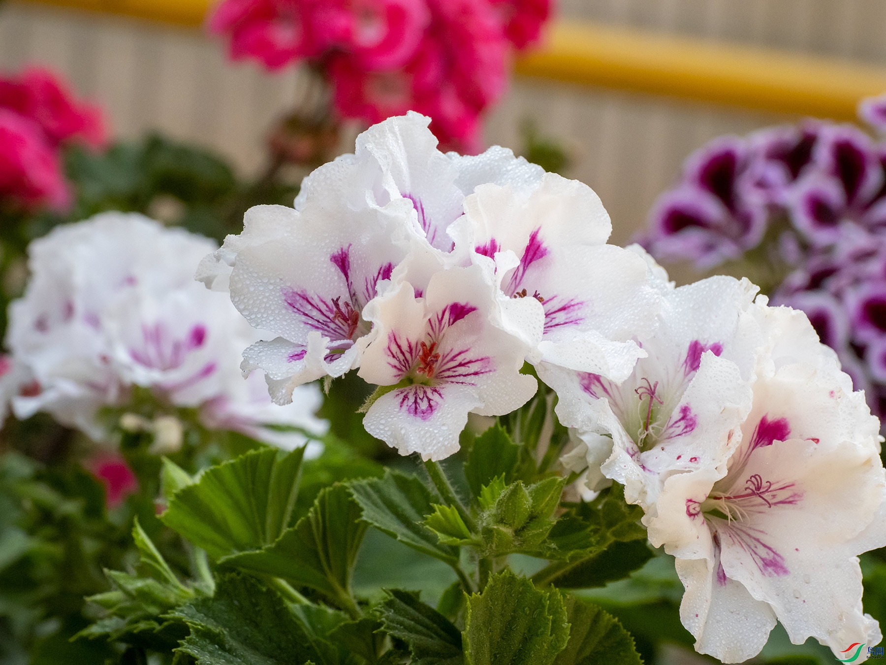 ������ɫ�����ÿ�