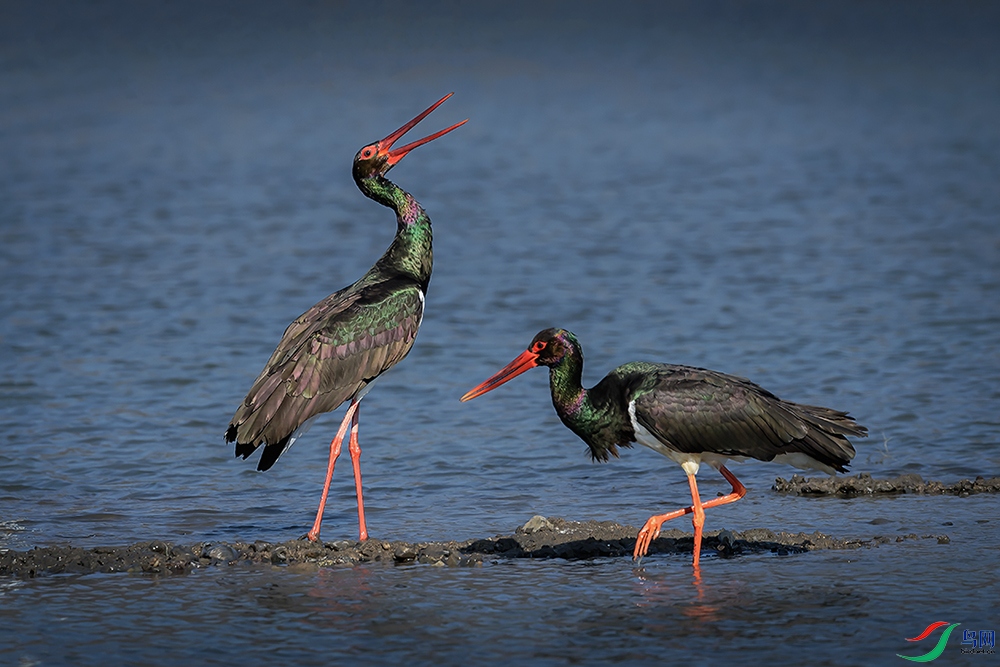 ������ƽ��ɽ��ˮ�塣