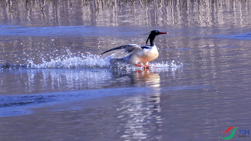A28A5395-.jpg