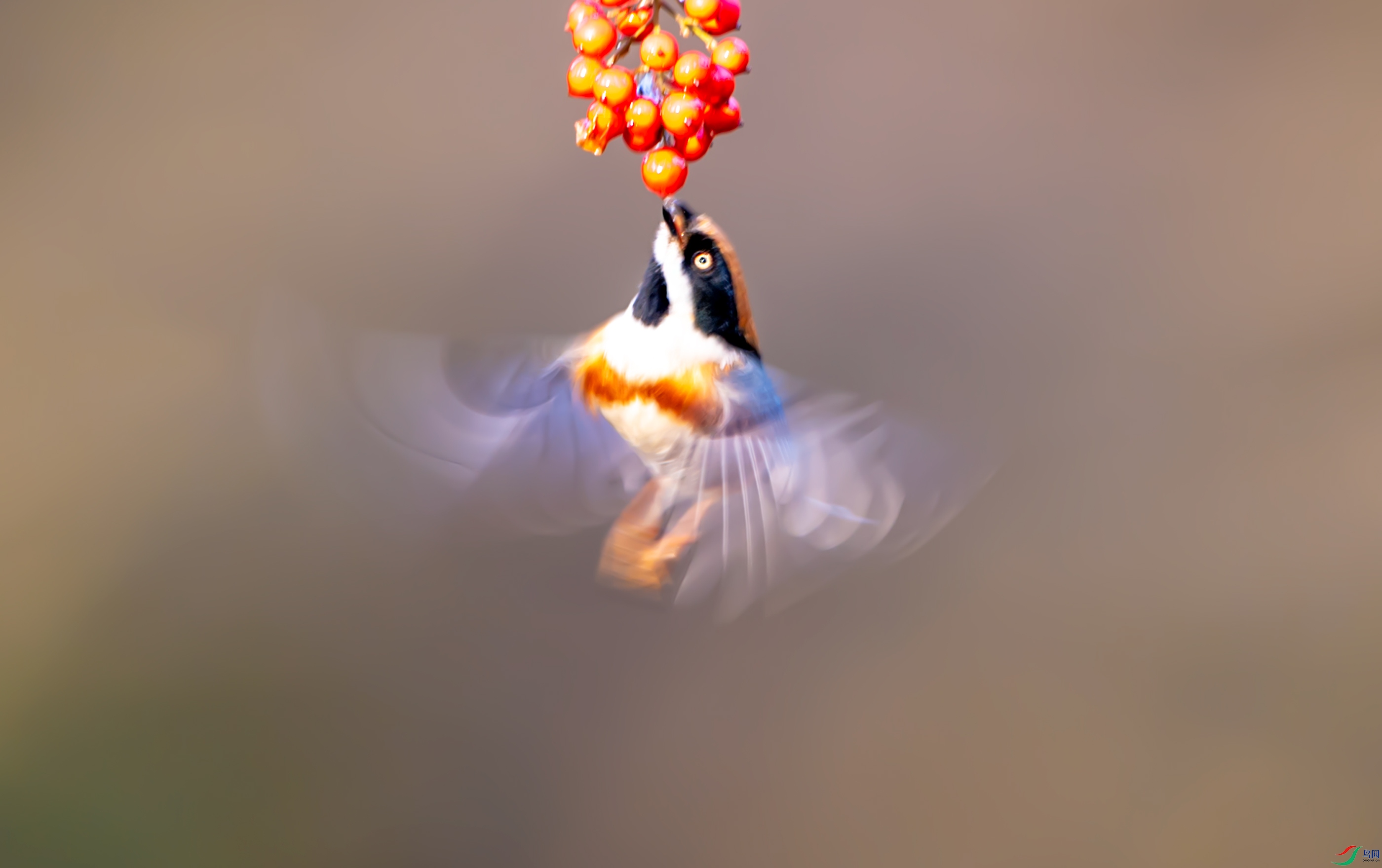 DSC_2012a.jpg