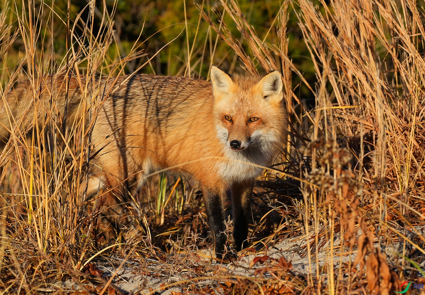 DSD06510----.jpg