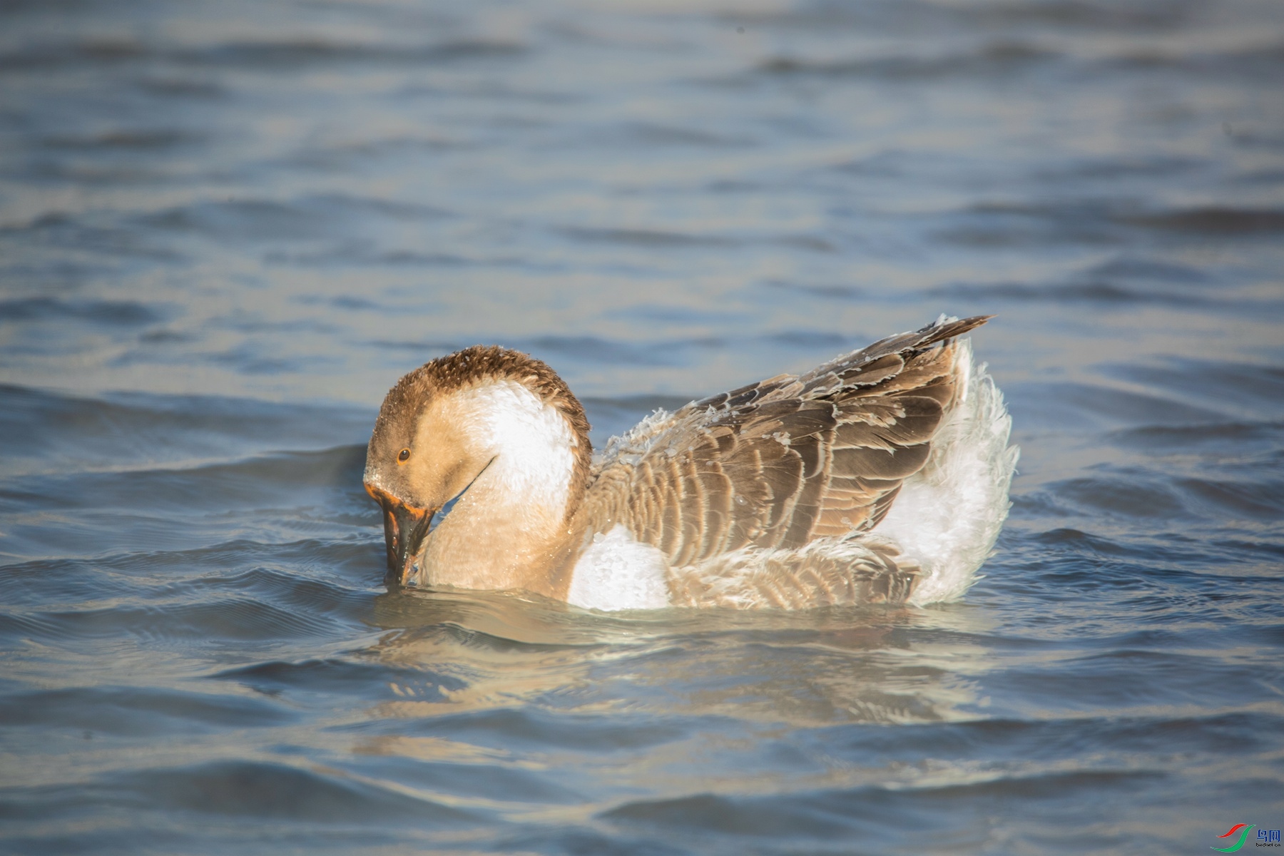 ������� 1.jpg