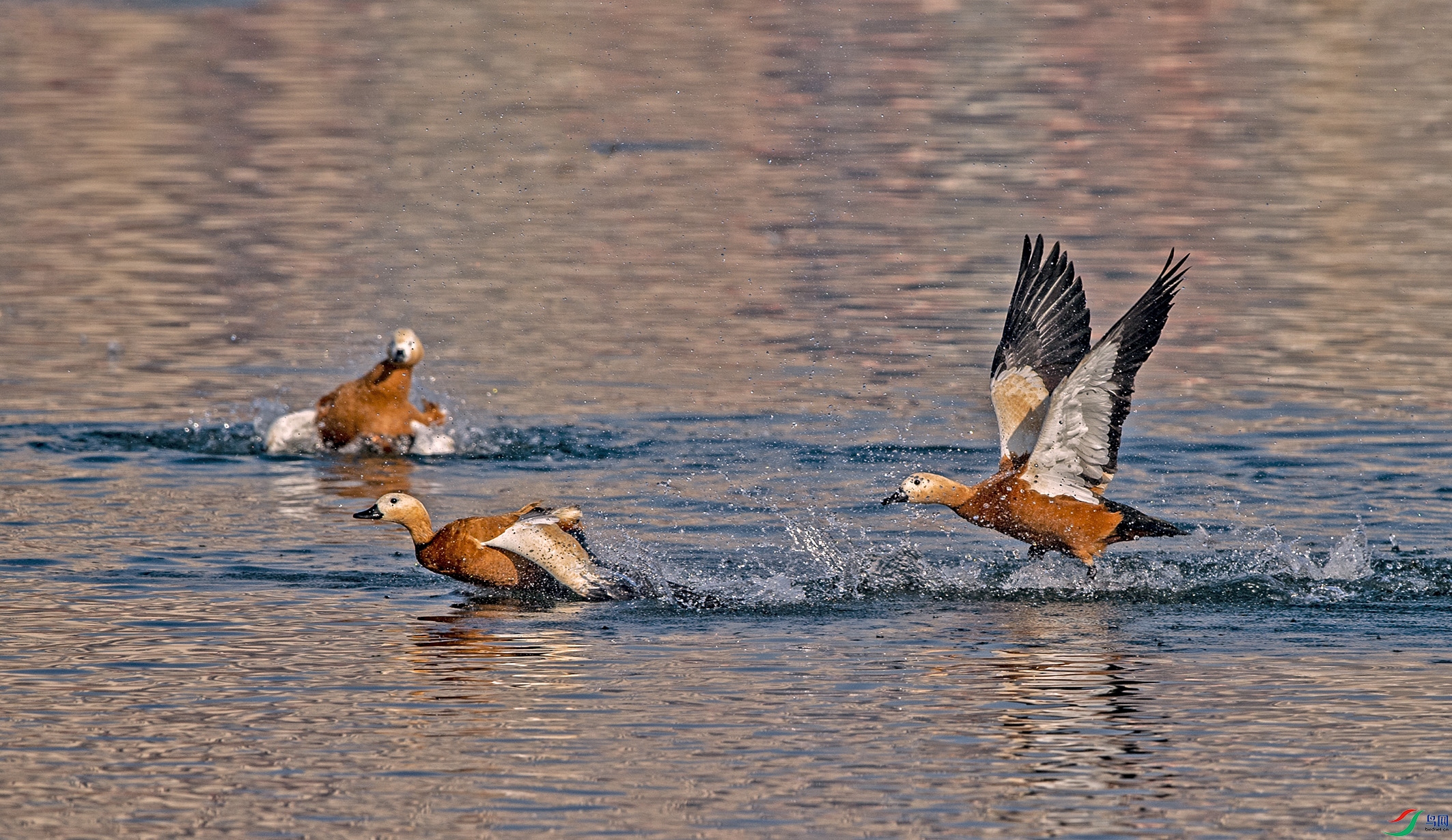 DSC_4918.jpg