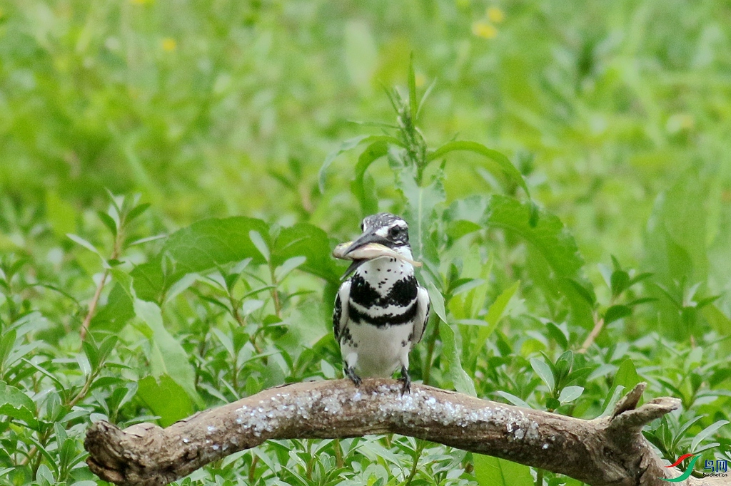 367A3800 (2)_����.jpg