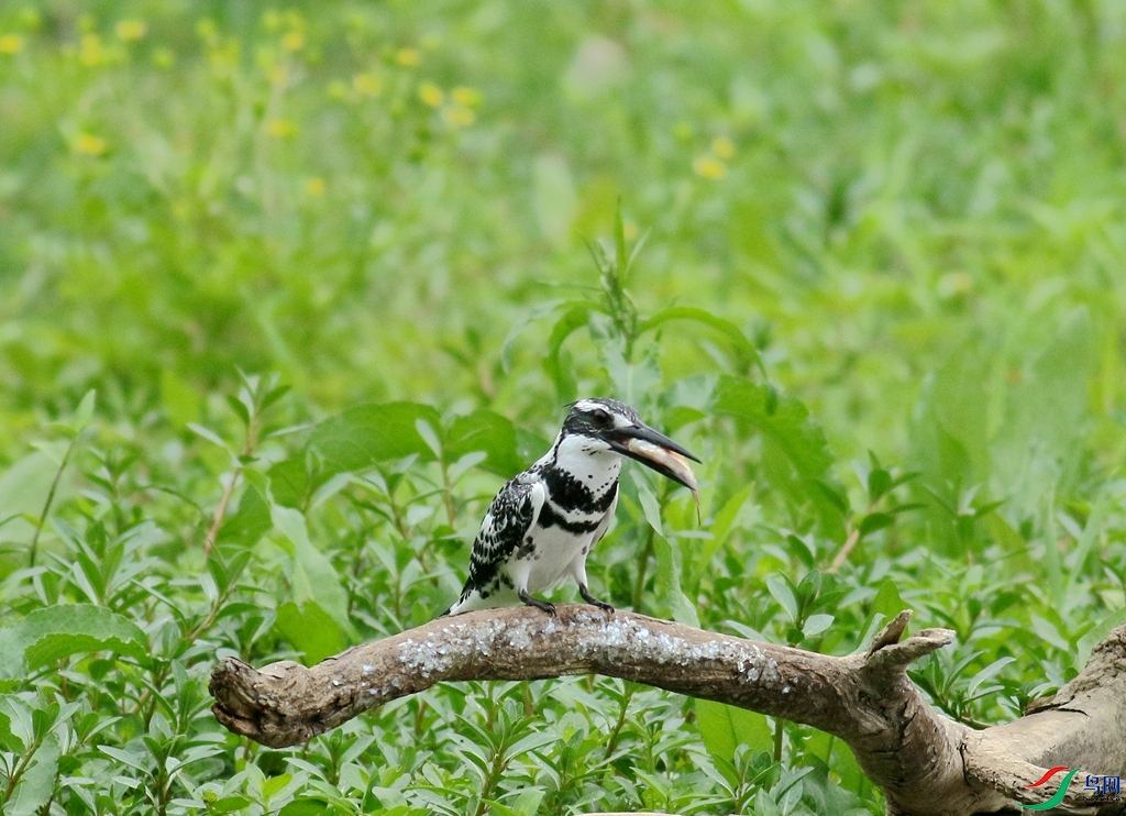 367A3813 (2)_����.jpg