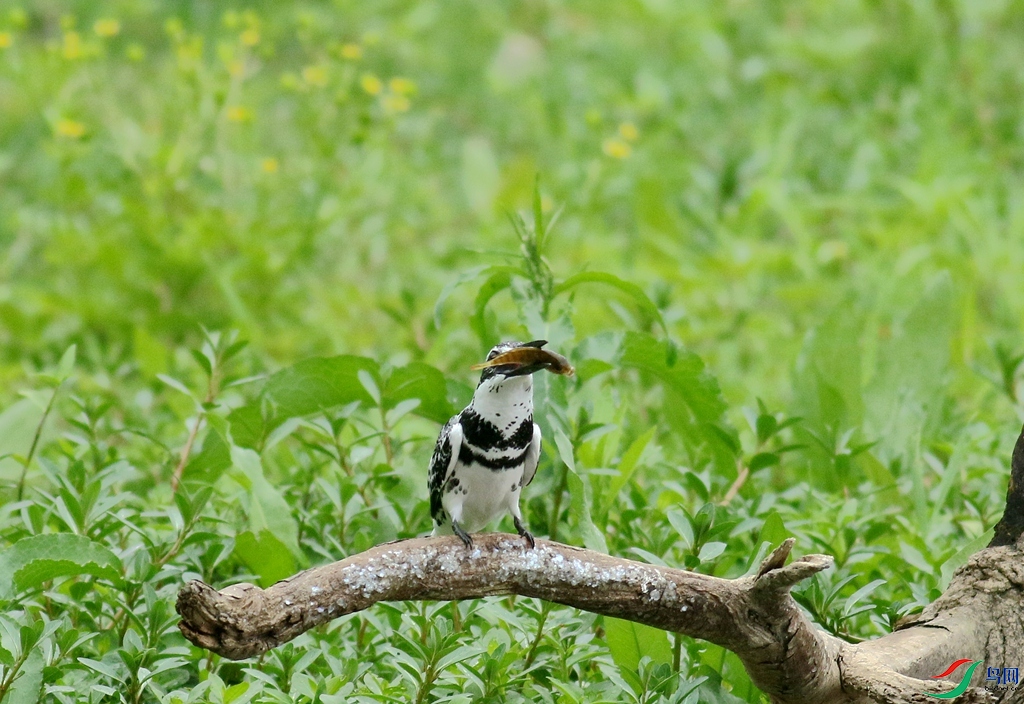 367A3816 (2)_����.jpg