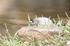 _C5R3460_����.jpg