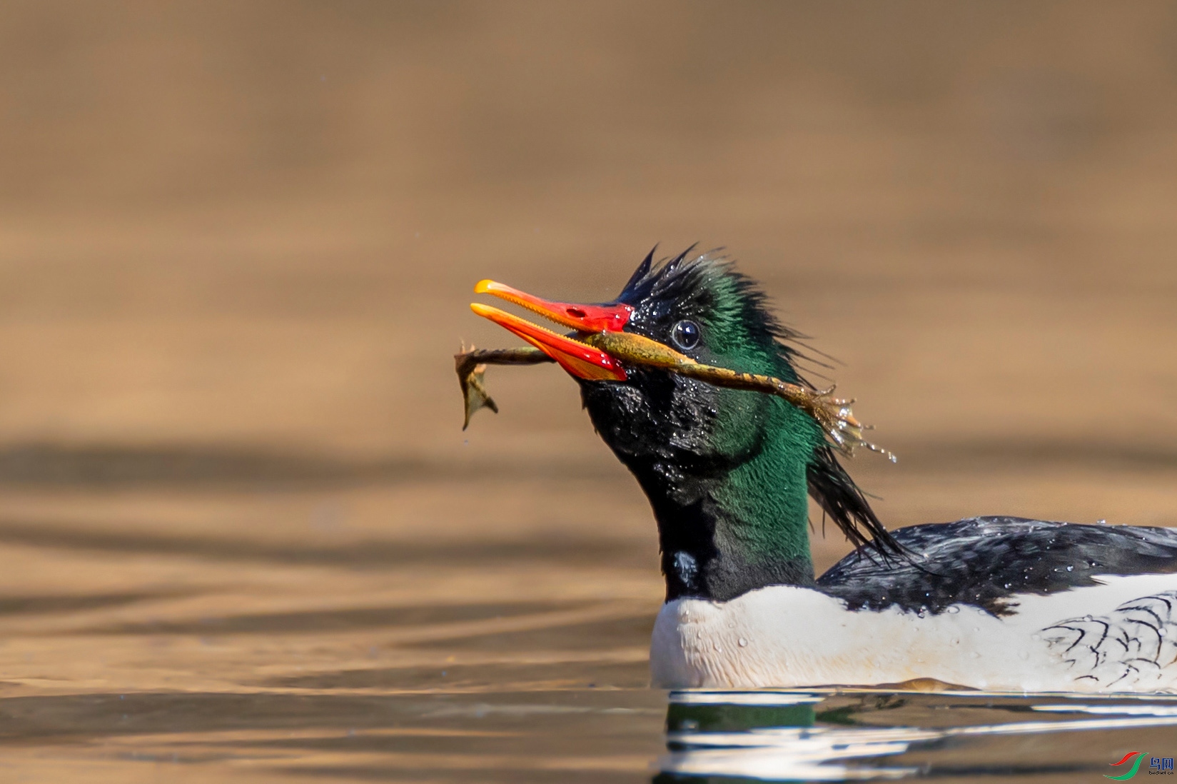 ��Ұζ������